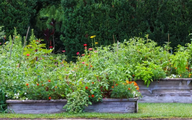Plante verzi și flori în straturi înălțate cu margini din lemn, într-o grădină